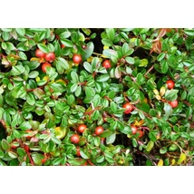 Cotoneaster x suecicus 'Skogholm' - Svéd madárbirs 40/60