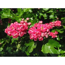 Crataegus laevigata Paul's Scarlet - Díszgalagonya 200-250 K15-25