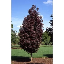 Acer platanoides Crimson Sentry - Bordó levelű korai juhar K35L 200/250