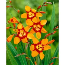 Jub Crocosmia Emily Mckenzie - Sáfrányfű 10 db