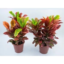 Croton petrae - Kroton csodacserje EXTRA P27 60/80