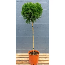 Cryptomeria japonica Little Champion - Szugifenyő, japánciprus 1/4 törzses 