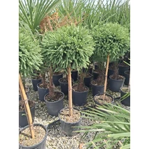 Cryptomeria japonica 'Globosa Nana' - Szugifenyő, japánciprus 1/2 törzses K15