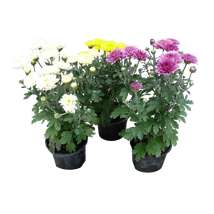 Krizantém kicsi színes CS9