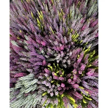 Calluna- 4 színű csarab 