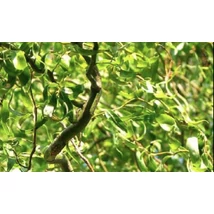 Salix matsudana 'Tortuosa  Spirálfűz K7,5 200/250