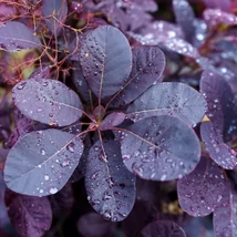 Cotinus coggygria 'Royal Purple' - Vörös cserszömörce K5 60-80