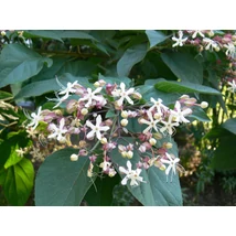 Clerodendrum trichotomum 'Fargesii' - Kései végzetfa