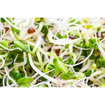 Agrosel  Brokkoli csíramag 8g