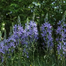 Camassia leichtlinii - Caerulea Prérigyertya CS14