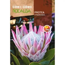 Rocalba Cukorcserje Protea Cynaroides 6 db
