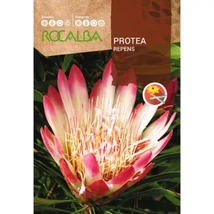 Rocalba Cukorcserje Protea Repens 6 db