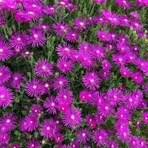 Delosperma cooperi Jewel of Desert Ruby - Kristályvirág CS10,5