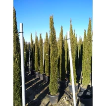 x Cupressocyparis leylandii 'Pyramidalis' - Oszlopos leylandi ciprus CLT 25-30 H 200+