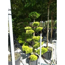 x Cupressocyparis leylandii 'Gold Rider' - Arany leylandi ciprus Bonsai C65 170/180 EXTRA