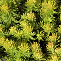 Sedum reflexum Yellow Cushion Compact– Varjúháj CS9