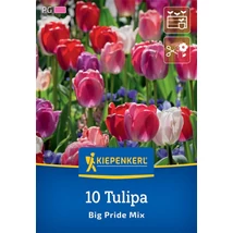 Kiepenkerl Darwin hibrid tulipánok Big Pride Mix 10-db Kiepenkerl Darwin hibrid tulipánok Big Pride Mix 10-db
