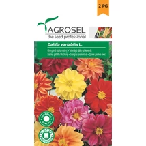 Agrosel Dahlia Virágmag 1g