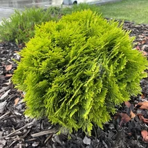 Thuja occidentalis 'Danica' - Törpe gömb tuja K2 20/30