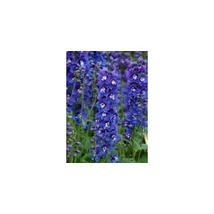 Delphinium x cultorum F1 Delphinity/ Dasante Blue - Kerti szarkaláb Cs14