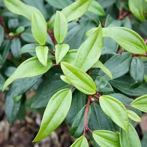 Viburnum davidii - Törpe bangita 25/30 K4