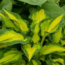 Hosta Happy Dayz- Árnyékliliom CS14