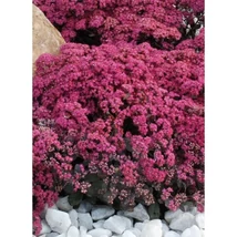 Sedum SunSparkler Dazzleberry Varjúháj D14
