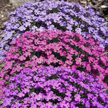Aubrieta cultorum mix - Pázsitviola világos lila CS14/1db