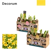 Narcis Easter Box - Nárcisz beültetéses húsvéti box nyuszis fa ládában