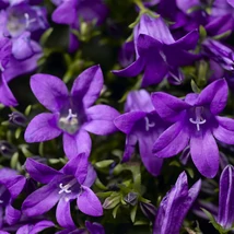 Campanula -  Harangvirág Clockwise Deep Blue