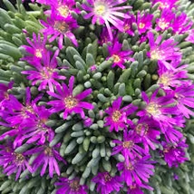 Delosperma sphalmanthoides Kristályvirág Délvirág CS9
