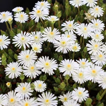 Delosperma 'Jewel of Desert Moonstone'- Kristályvirág D14