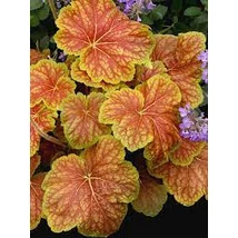 Heuchera - Delta Dawn Cs14