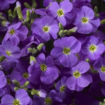 Aubrieta 'Axcent Deep Purple' - Pázsitviola bíbor színnel CS17