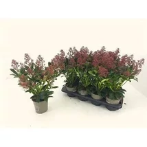 Skimmia japonica - Bogyós dérbabér