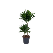 Dracena kompacta - Sárkányfa CS12