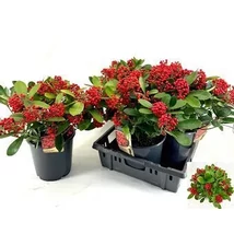 Skimmia japonica - Bogyós dérbabér K24l