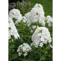 Phlox paniculata 'Fujiyama'  Bugás lángvirág Cs14