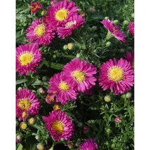 Aster dumosus Purple Diamond - Törpe őszirózsa Cs14
