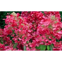 Hydrangea paniculata 'Diamant rouge'/'Rendia' - Bugás hortenzia K2L 10-20