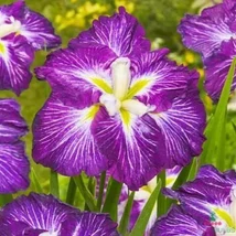 Iris ensata ‘Dinner Plate – japán nőszirom Cs19