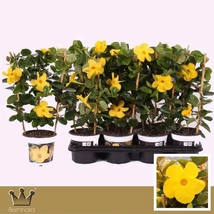 Dipladenia Rack Diamantina Opale Citrine  - Sárga tölcsérjázmin P15 45 cm