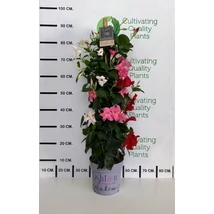 DIPLADENIA MANDEVILLE 'Fushion' TRICOLOR Pyramid  - Tölcsérjázmin kúp 90/100 cm