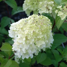 Hydrangea paniculata 'Diamantino' – Bugás hortenzia 30/50