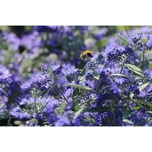 Caryopteris x clandonensis 'Heavenly Blue' - Angol kékszakáll K5