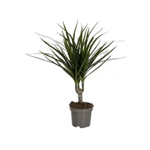 Dracéna - Sárkányfa többtörzses 55cm