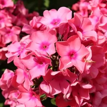 Phlox paniculata Sweet Summer Dream - Bugás lángvirág Cs17