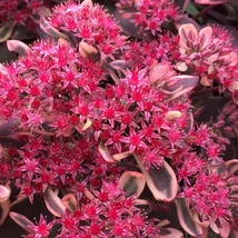 Sedum SunSparkler Dream Dazzler - Varjúháj  CS9