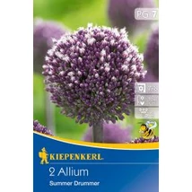 Kiepenkerl Allium Summer Drummer díszhagyma virághagymák 2db