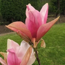 Magnolia 'Daybreak' – Nagyvirágú liliomfa K40 200/250